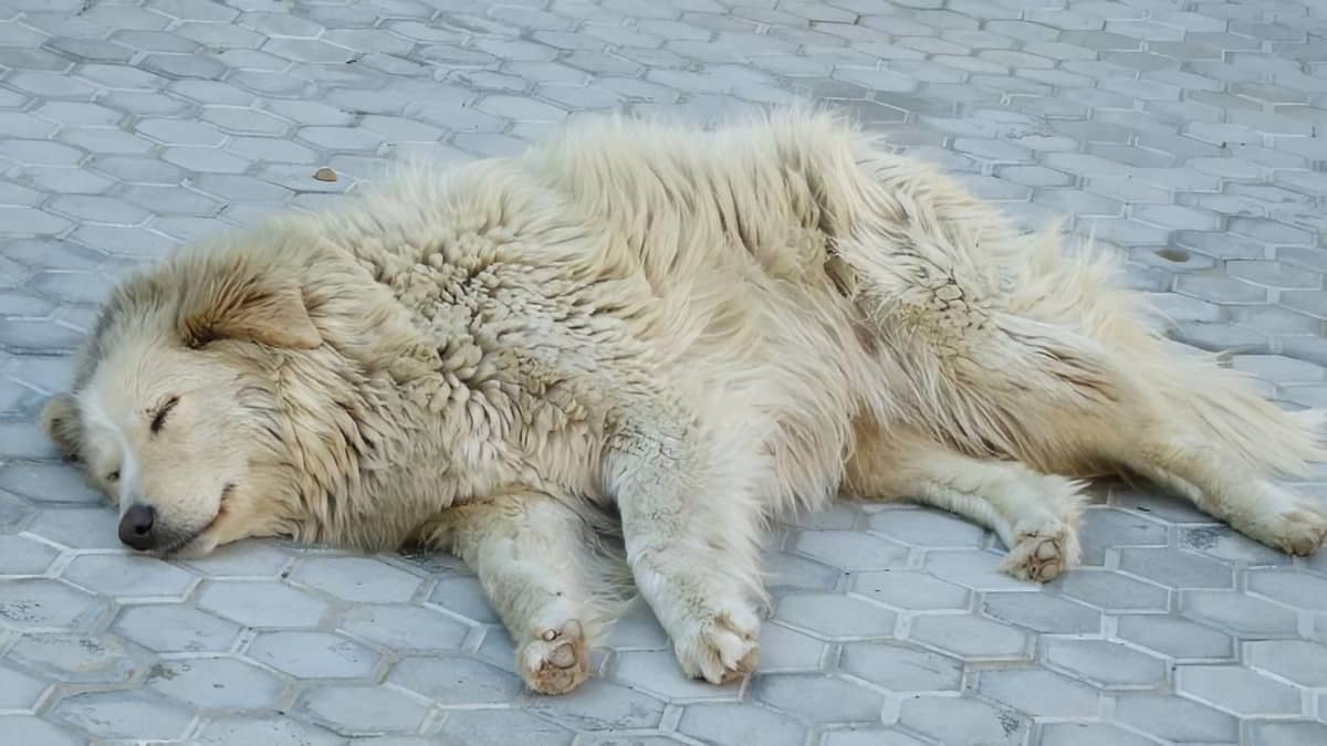 Магазин ИКЕА в Италии открывает двери для бездомных собак