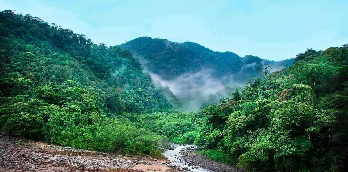 ИКЕА поделится уникальным опытом восстановления тропических лесов